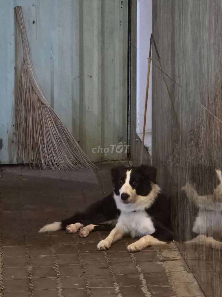 Chó chăn cừu cái 2 năm tuổi. Mua bán Chó tại Quận 8 Tp Hồ Chí Minh được đăng bởi Vĩ Cường hình 1