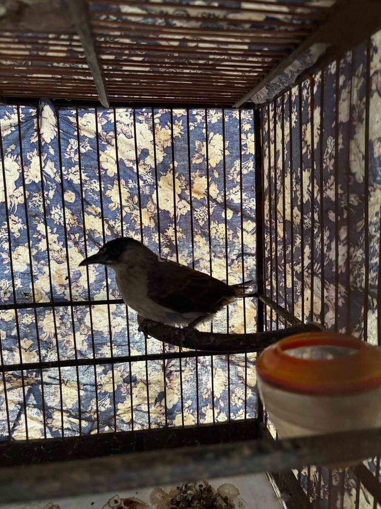 mồi lỡ. Mua bán Chim tại Quận Liên Chiểu Đà Nẵng được đăng bởi Tèo hình 1