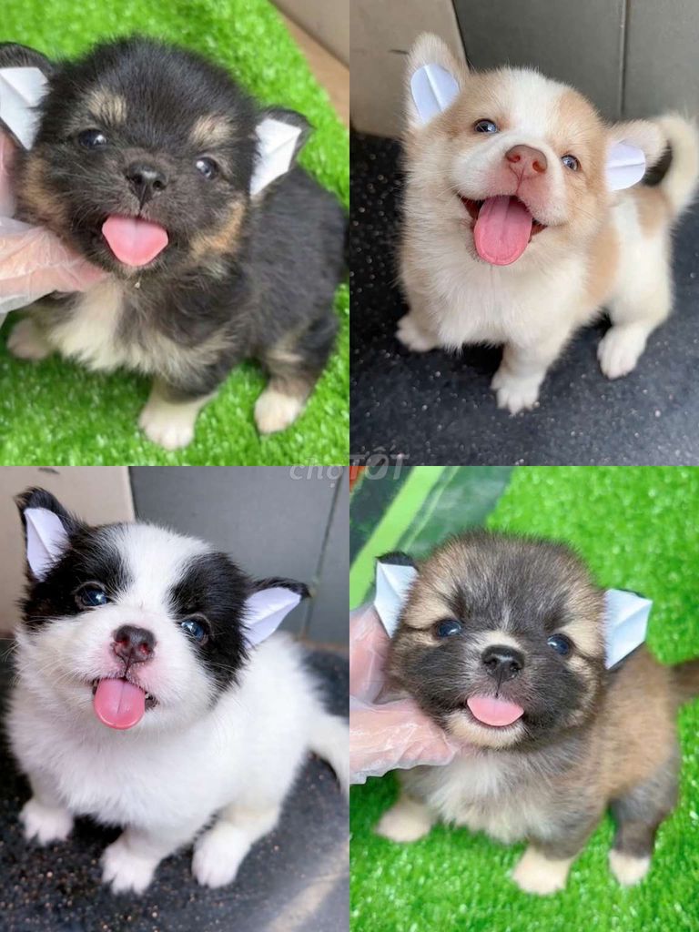 chó chihouhou x phốc nhật 2 tháng. Mua bán Chó tại Quận 6 Tp Hồ Chí Minh được đăng bởi Minh nguyễn  hình 1