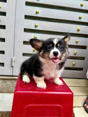 Corgi Tricolor, dòng 3 màu sắc, 2thág, 3 bé cái