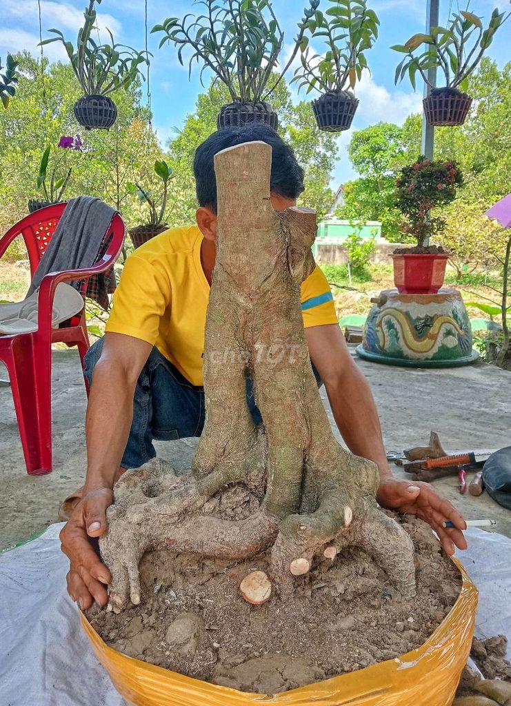 Khế chya bonsai