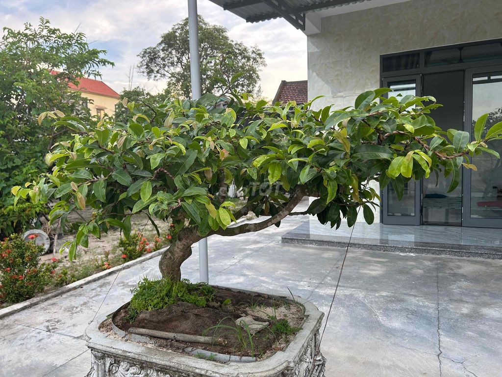 Cây cảnh Diệp Quảng Nam dáng bay. Mua bán Cây cảnh, đồ trang trí tại Thành phố Hội An Quảng Nam được đăng bởi vũ hình 1