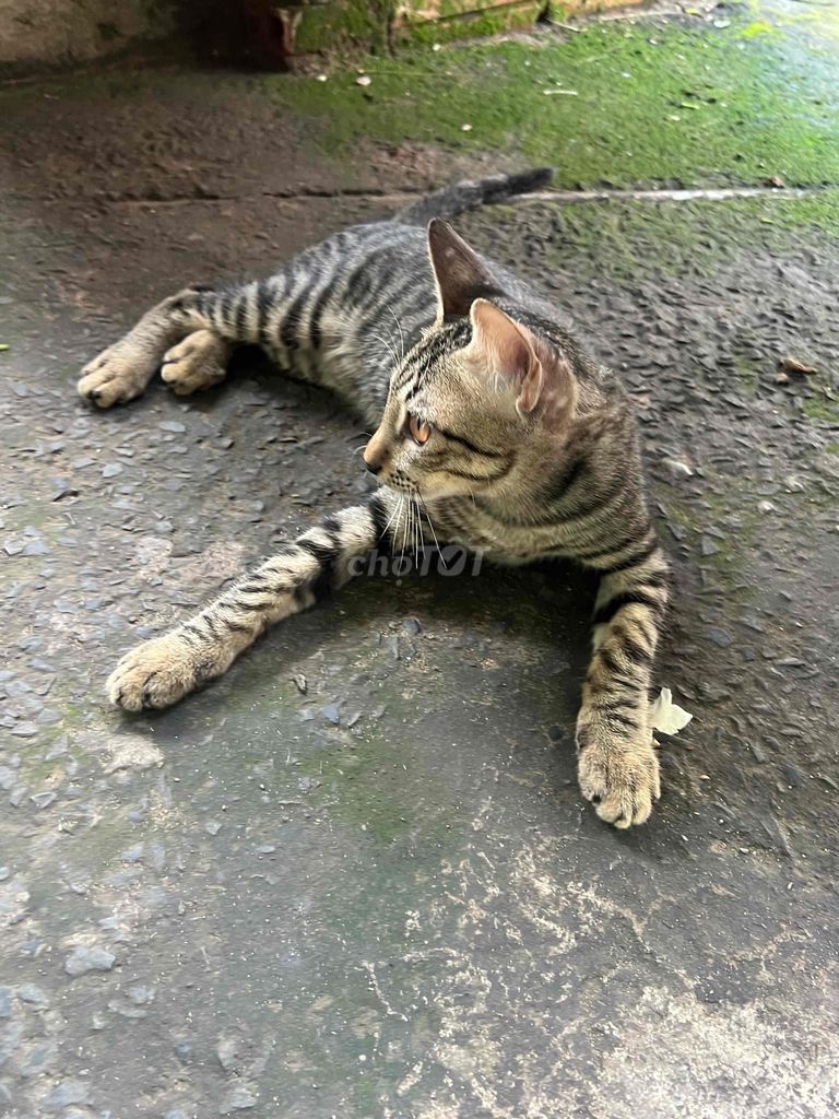 cho 2 Mèo mướp vằn bắt chuột giỏi. Mua bán Mèo tại Thành phố Thủ Dầu Một Bình Dương được đăng bởi Gia Bảo hình 1
