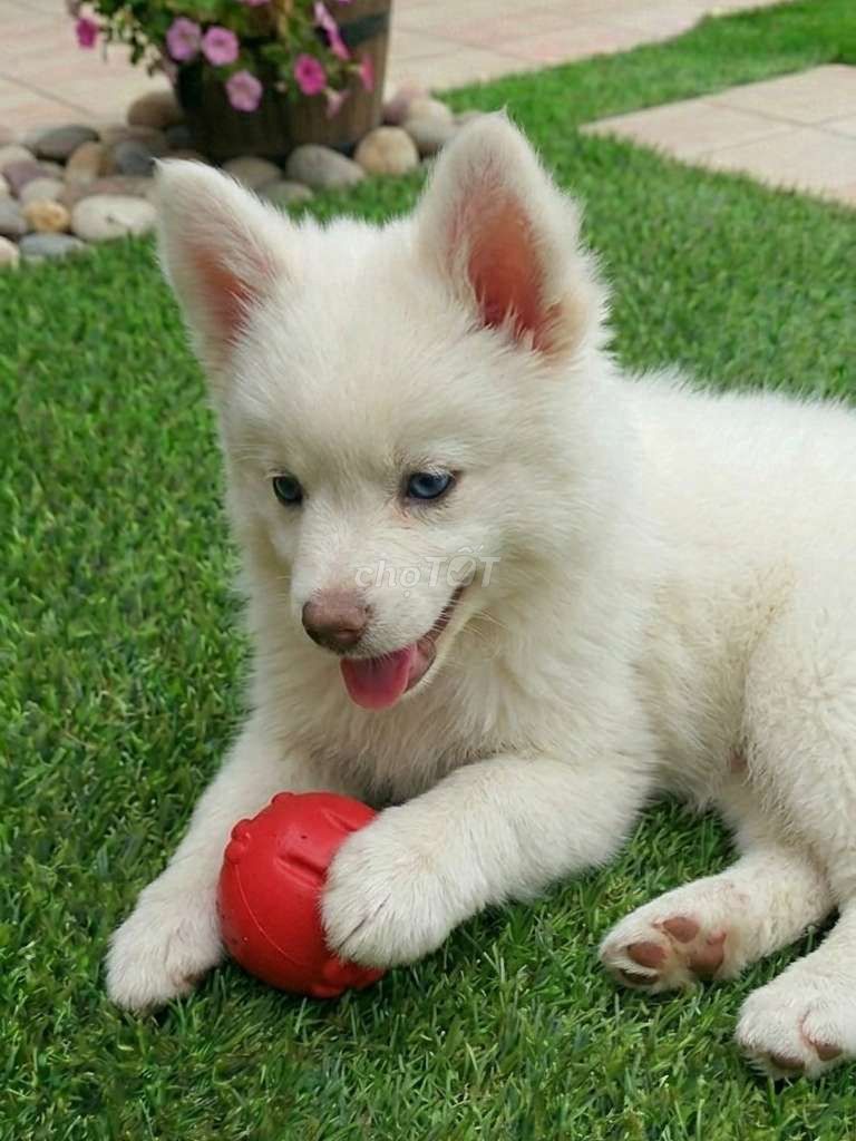 Corgi Trắng Short Body vip đực hàng hiếm. Mua bán Chó tại Quận 12 Tp Hồ Chí Minh được đăng bởi Thi Thi hình 1