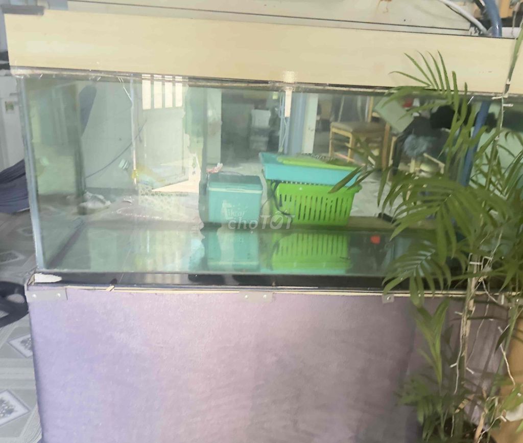 Bể cá kính 10 li 120x80x80cm. Mua bán Phụ kiện, Thức ăn, Dịch vụ tại Thành phố Thủ Dầu Một Bình Dương được đăng bởi phương hình 1