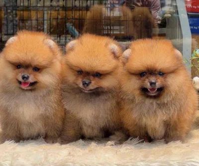 pom(phốc sóc thuần chủng)