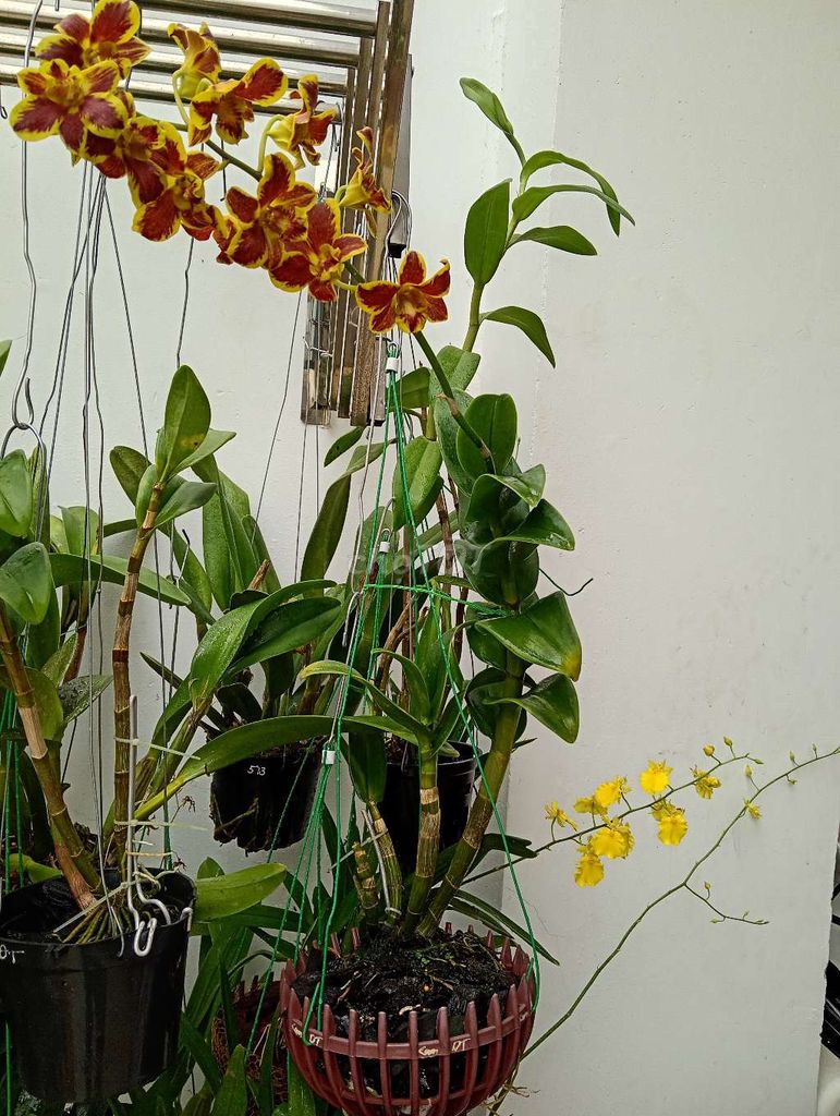 Hoa lan đột biến Denro Chớp Cam Danh Trần . Mua bán Cây cảnh, đồ trang trí tại Quận 12 Tp Hồ Chí Minh được đăng bởi Trương Thịnh CYON idea hình 1