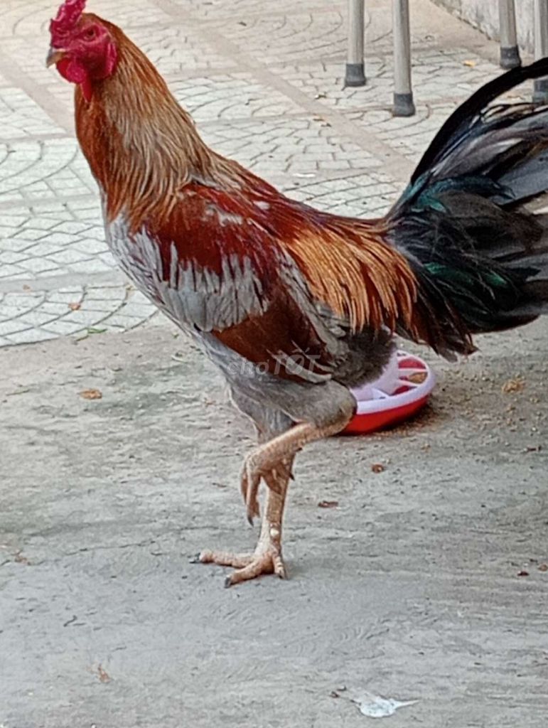 Thanh Lý bộ nọc Trống + Mái và 20 Gà Con. Mua bán Gà tại Quận 8 Tp Hồ Chí Minh được đăng bởi Tuan hình 1
