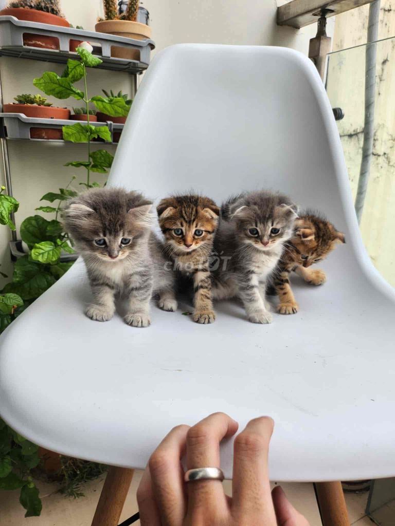cần gả gấp mấy đứa con