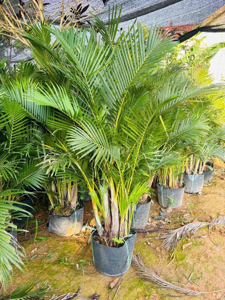 Cây cảnh Cau lụa vàng. Mua bán Cây cảnh, đồ trang trí tại Huyện Sông Lô Vĩnh Phúc được đăng bởi Nhà vườn Ngọc Trang hình 1