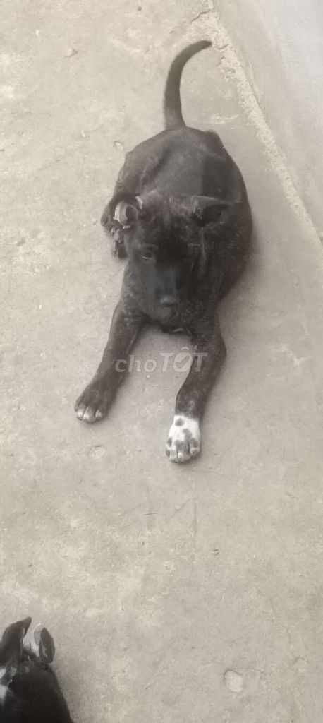 Phú Quốc. Mua bán Chó tại Huyện Bàu Bàng Bình Dương được đăng bởi Thú Cưng hình 4