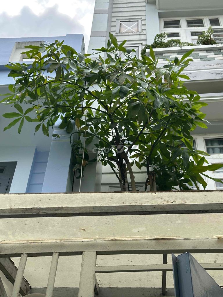 Cây cảnh Kim ngân 2m. Mua bán Cây cảnh, đồ trang trí tại Quận Gò Vấp Tp Hồ Chí Minh được đăng bởi phát nguyễn 86 hình 1