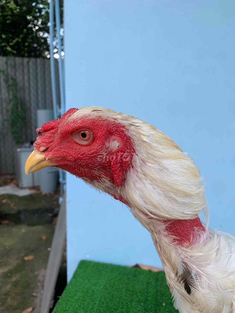 gà đòn nhạn. Mua bán Gà tại Huyện Củ Chi Tp Hồ Chí Minh được đăng bởi trung nguyen hình 1