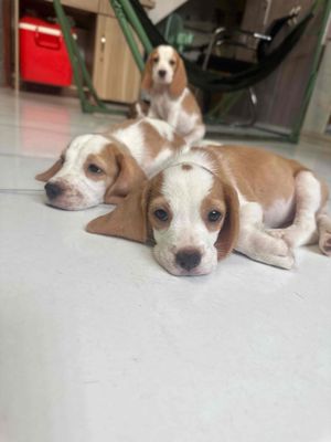 Chó Săn Thỏ - Chó Beagle Đủ mũi . Thuần 100%