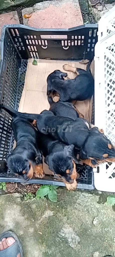 Chó Con 2 tháng ngừa rồi. BL. Mua bán Chó tại Thành phố Bạc Liêu Bạc Liêu được đăng bởi Kim Sơn Thạch hình 1