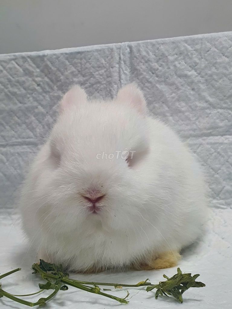 Thỏ hà lan lùn Netherland Dwarf mini ở Hà Nội