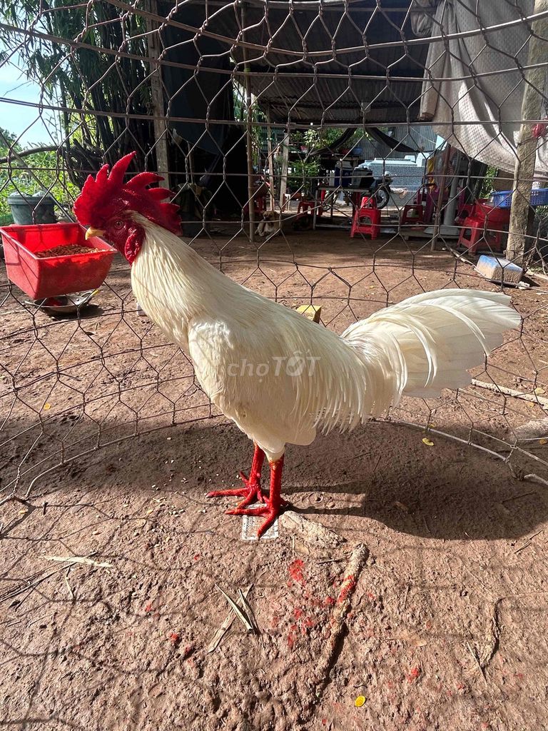 2.9kg 11 tháng hàng giá trị thì đi đôi chất lượng. Mua bán Gà tại Thành phố Châu Đốc An Giang được đăng bởi Cung Cấp Gà đá chất lượng  hình 1