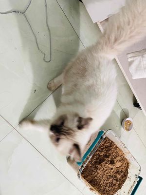 mèo hiền ngoan lắm. Mua bán Mèo tại Thị xã Bến Cát Bình Dương được đăng bởi Nguyễn đông