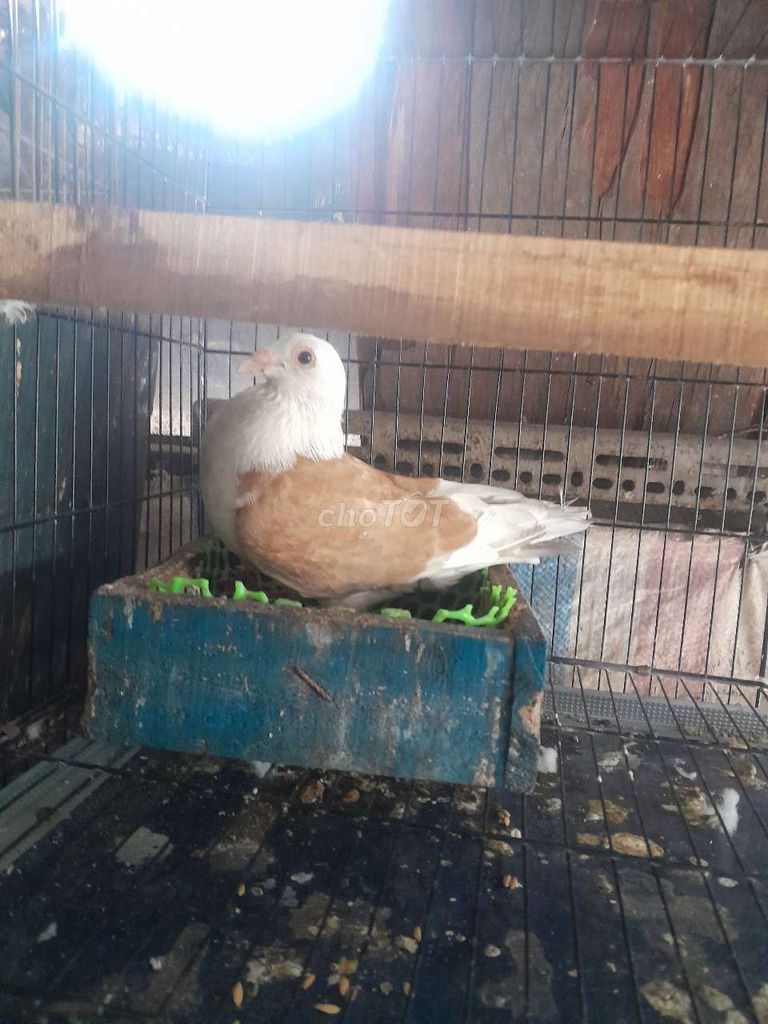 Chim bồ câu trống. Mua bán Chim tại Quận Bình Tân Tp Hồ Chí Minh được đăng bởi H LONG hình 1