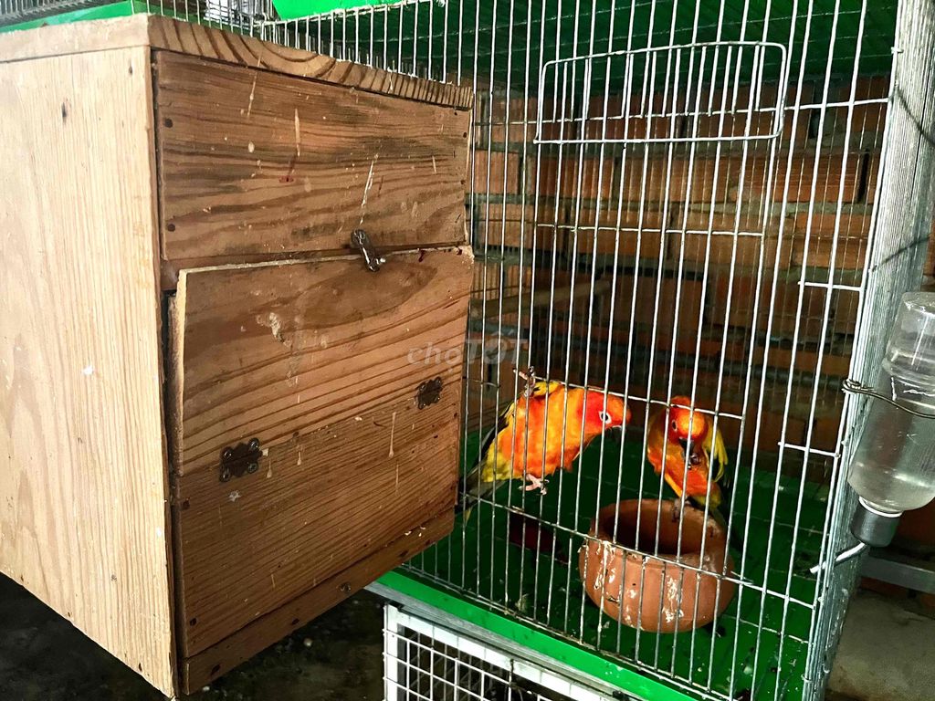 Vẹt Sun Conure Đã sinh sản. Mua bán Chim tại Huyện Hóc Môn Tp Hồ Chí Minh được đăng bởi Dương Nguyễn hình 1