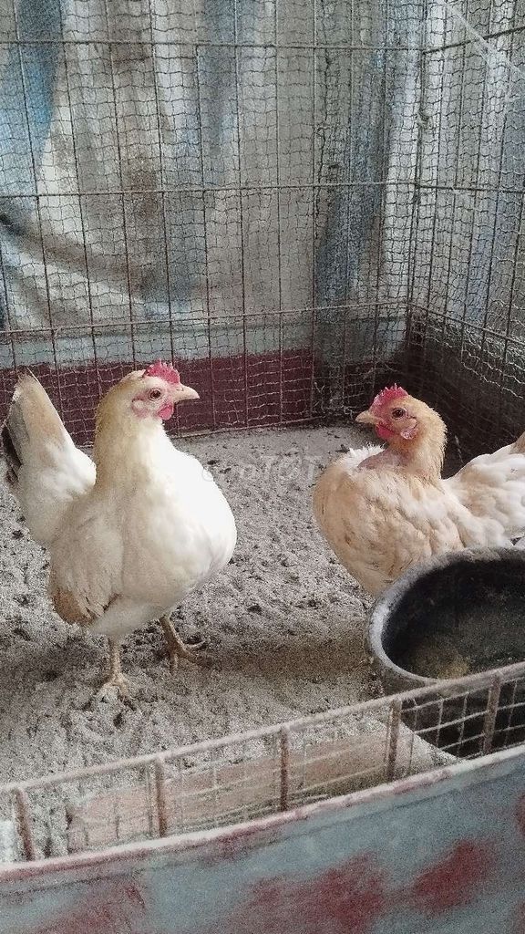 Gà Serama Mái Trắng Vàng nhạt. Mua bán Gà tại Huyện Đông Anh Hà Nội được đăng bởi Trại Gà Tre Gà Chọi Hà Nội hình 1