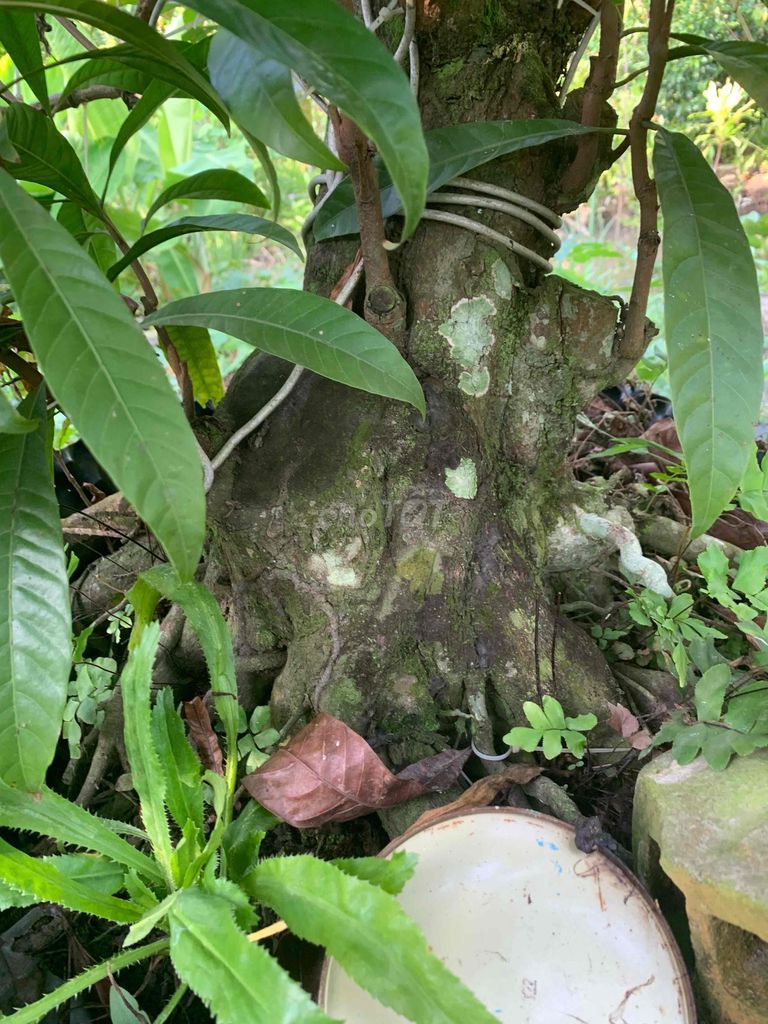 Cây trứng gà. Mua bán Cây cảnh, đồ trang trí tại Huyện Châu Thành Tiền Giang được đăng bởi TRAN DO hình 1