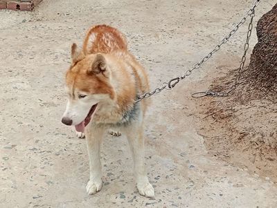 Chó Husky đực Nâu trắng