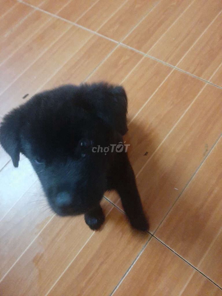 Chó Mông cộc Đen tuyền Đốm lưỡi. Mua bán Chó tại Quận Thanh Xuân Hà Nội được đăng bởi Hien Nguyen hình 1