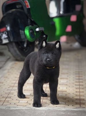 Chó Mông Cộc Đen Mun Lưỡi Đen, Chó Mực Chuẩn Giống