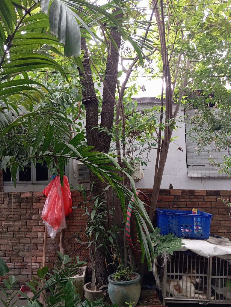 Cây cảnh Tùng 15m. Mua bán Cây cảnh, đồ trang trí tại Thành phố Thủ Đức Tp Hồ Chí Minh được đăng bởi Kỳ LK hình 1