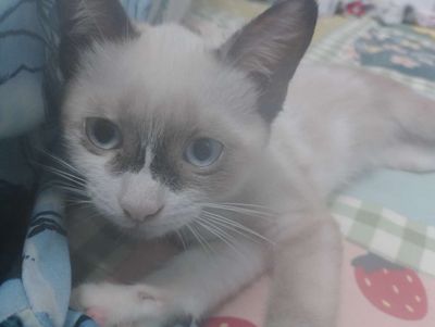 mèo xiêm thái mắt xanh