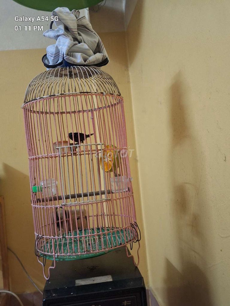 Chim hút mật nhiều màu. Mua bán Chim tại Quận Tân Phú Tp Hồ Chí Minh được đăng bởi trung hình 1