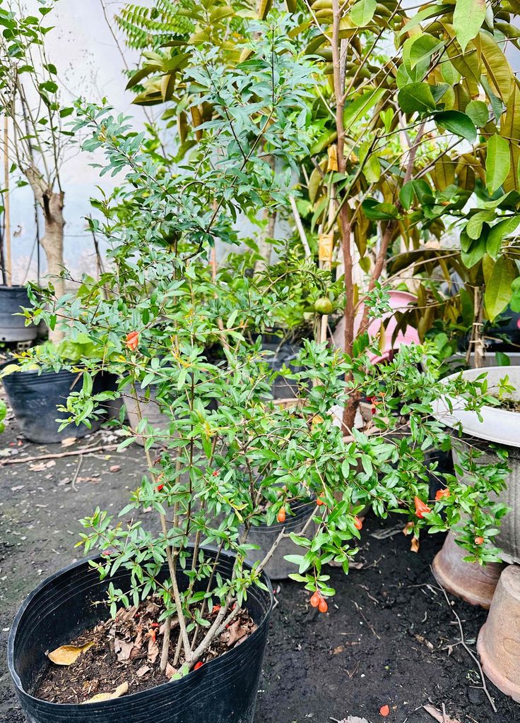 Lựu Thái cây đẹp sẵn bông trái. Mua bán Cây cảnh, đồ trang trí tại Quận Gò Vấp Tp Hồ Chí Minh được đăng bởi Vườn Kiểng Nhà Nị Ny hình 1