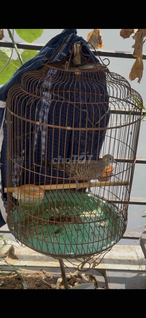 Chim cu gáy đực hơn 1 mùa. Mua bán Chim tại Thành phố Thủ Đức Tp Hồ Chí Minh được đăng bởi Lê dũng hình 1
