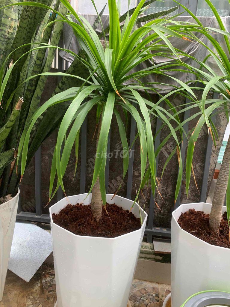 Cây cảnh Thần tài núi. Mua bán Cây cảnh, đồ trang trí tại Thành phố Nha Trang Khánh Hòa được đăng bởi NGUYỄN QUỐC CƯỜNG hình 1