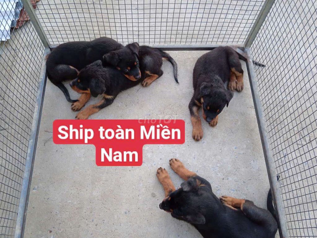 Chó Rottweiler Đực Cái Đen vàng. Mua bán Chó tại Thành phố Cao Lãnh Đồng Tháp được đăng bởi Nhân Rottweiler  hình 1