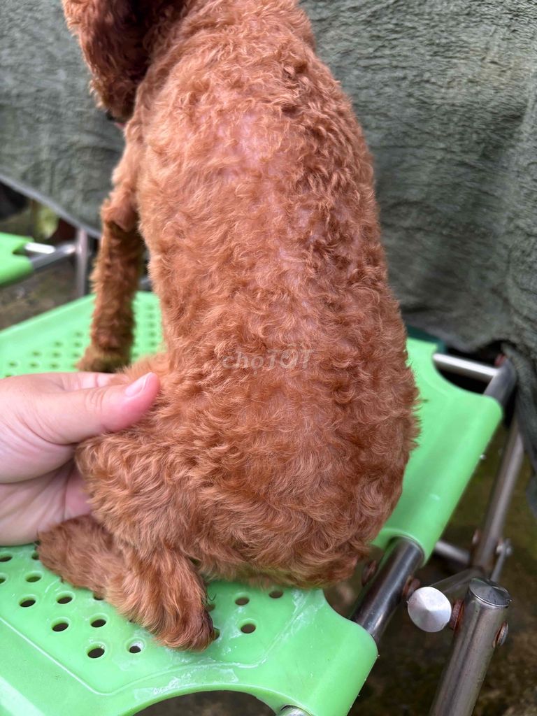POODLE THUẦN CHỦNG CÁI. Mua bán Chó tại Thành phố Thủ Đức Tp Hồ Chí Minh được đăng bởi Ân Ân hay thanh lý tất tần tật  hình 5