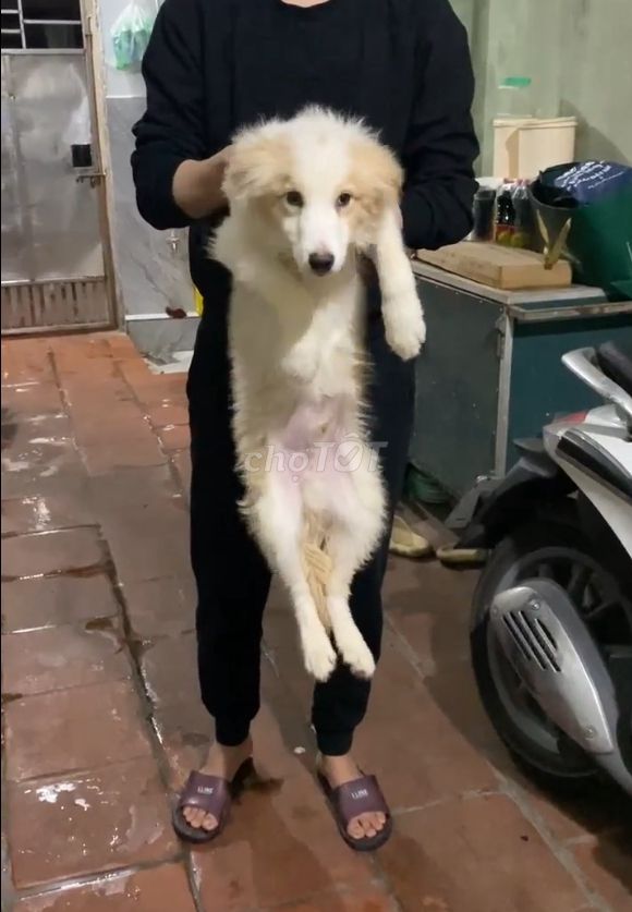 Collie đực tìm nhà mới