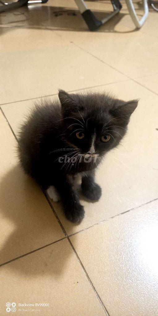 Mèo Anh Đen trắng Cả hai. Mua bán Mèo tại Huyện Nhà Bè Tp Hồ Chí Minh được đăng bởi Hòa Khánh hình 1