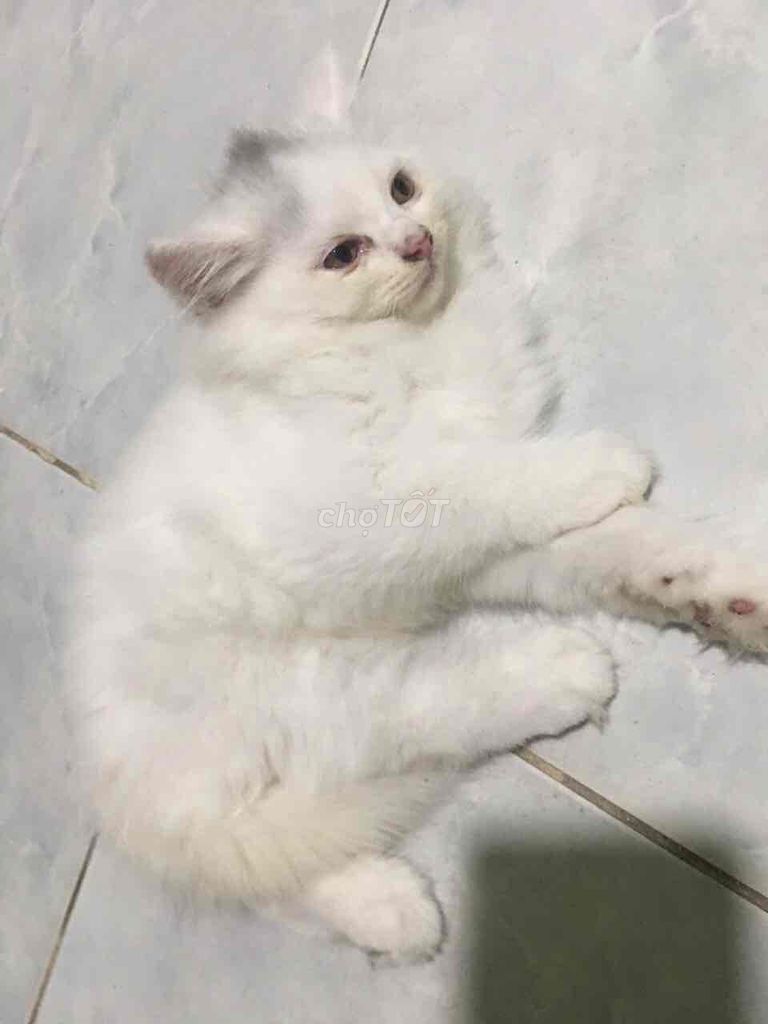 Mèo anh lông dài trắng, xám dưới 3 tháng tuổi