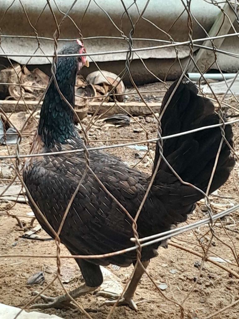 Gà mái hacht 1.1kg đang đẻ. Mua bán Gà tại Quận Cái Răng Cần Thơ được đăng bởi Thạnh Lợi hình 1