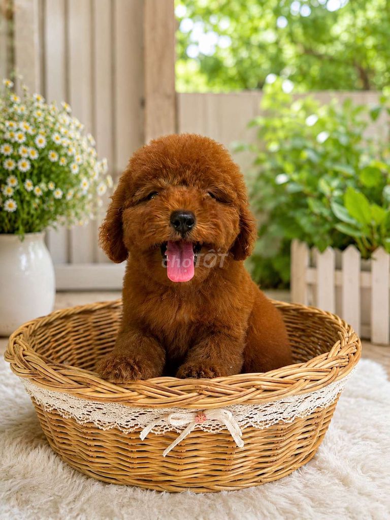 poodle . Mua bán Chó tại Huyện Chơn Thành Bình Phước được đăng bởi Cam Gjang Huynh hình 1