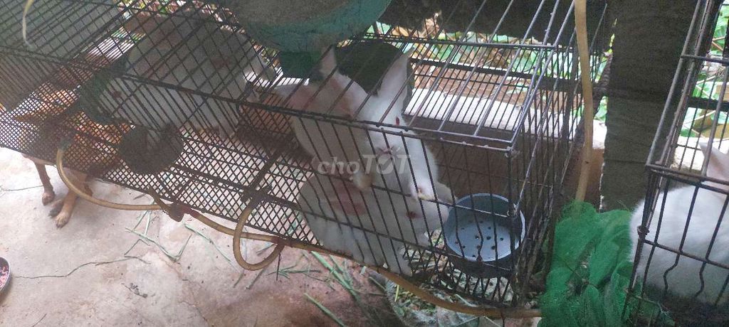 Thỏ con. Mua bán Thú cưng khác tại Huyện Hóc Môn Tp Hồ Chí Minh được đăng bởi Bùi Hoàng Lâm hình 3