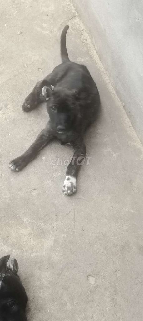 Phú Quốc. Mua bán Chó tại Huyện Bàu Bàng Bình Dương được đăng bởi Thú Cưng hình 2