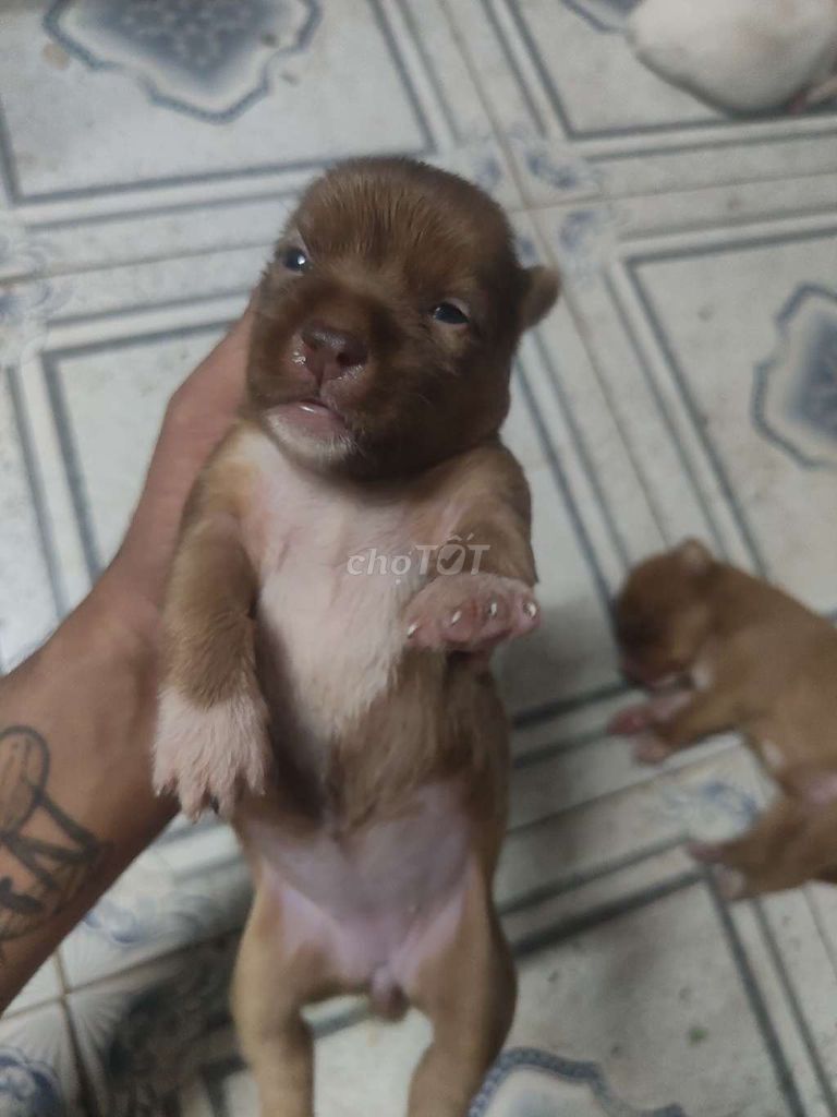 Chó Poodle lai Nâu, Trắng. Mua bán Chó tại Quận Ninh Kiều Cần Thơ được đăng bởi Lâm Luộc Lươn Lẹo hình 1