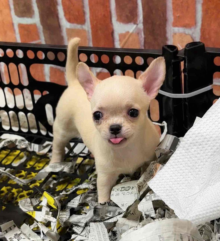 Chó Chihuahua Vàng kem, Nâu đen cả hai. Mua bán Chó tại Huyện Bình Chánh Tp Hồ Chí Minh được đăng bởi pom pet sài gòn hình 1