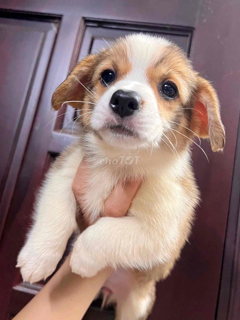 Chó Corgi 2.5 tháng tuổi