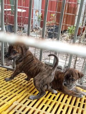 Chó Phú Quốc Vện cọp 2 tháng