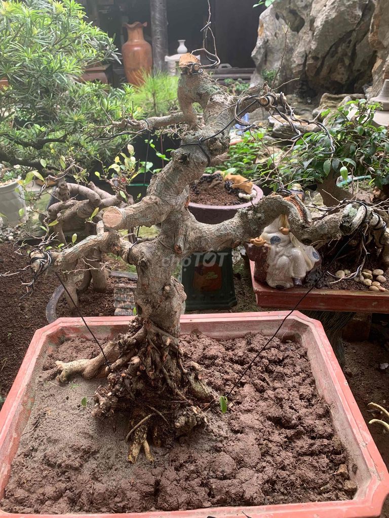 Cây cảnh Sanh quê Già tận răm. Mua bán Cây cảnh, đồ trang trí tại Quận Kiến An Hải Phòng được đăng bởi Cảnh Dương hình 1