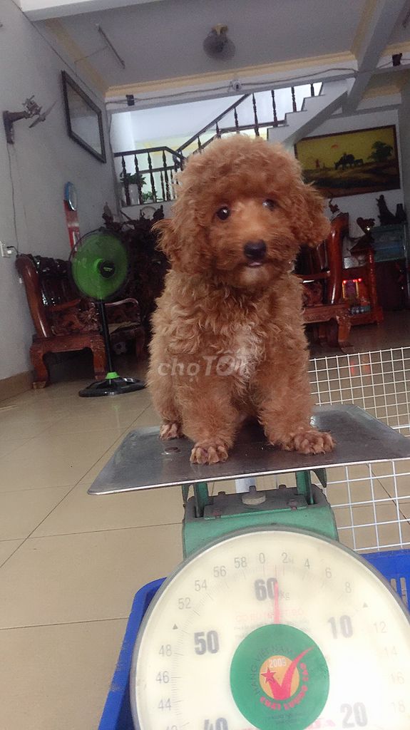 0365129775 - Chó poodle 4 tháng tuoi